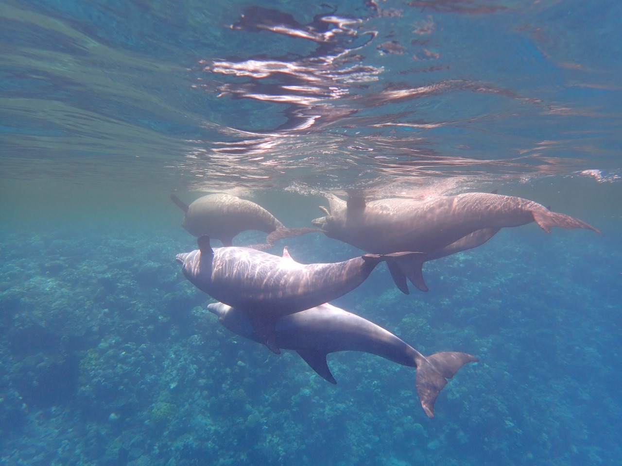 Delfinschwimmen Delfin Tour Hurghada