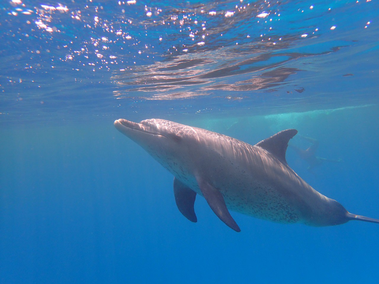 Private Delfin Tour Hurghada Schwimmen mit Delfinen