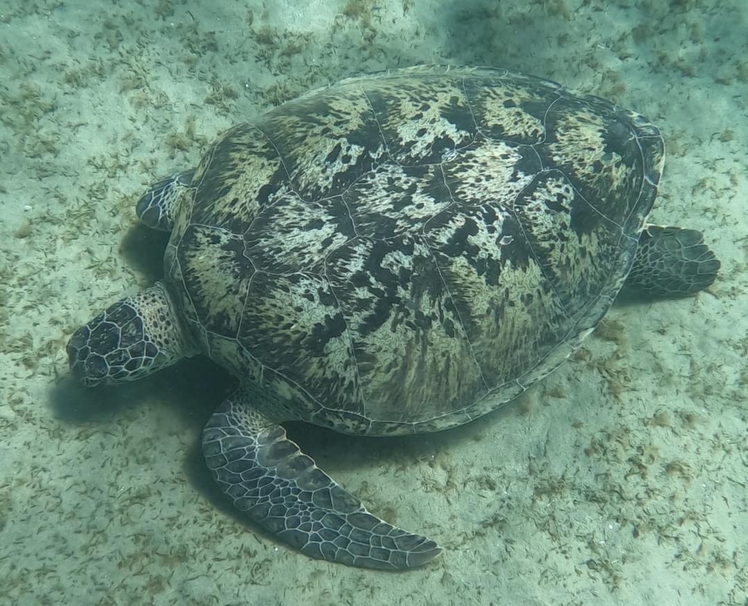 Ausflug Abu Dabbab Schnorcheln mit Schildkröten ab Marsa Alam