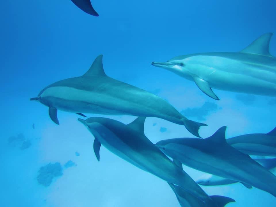 Delfin Ausflug zum Samadai Dolphin-House ab Marsa Alam