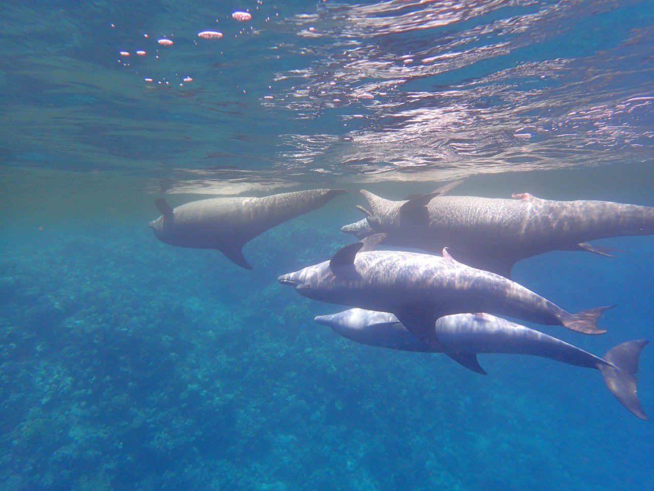 Sataya Delfin Riff Schwimmen mit Delfinen Ausflug ab Marsa Alam