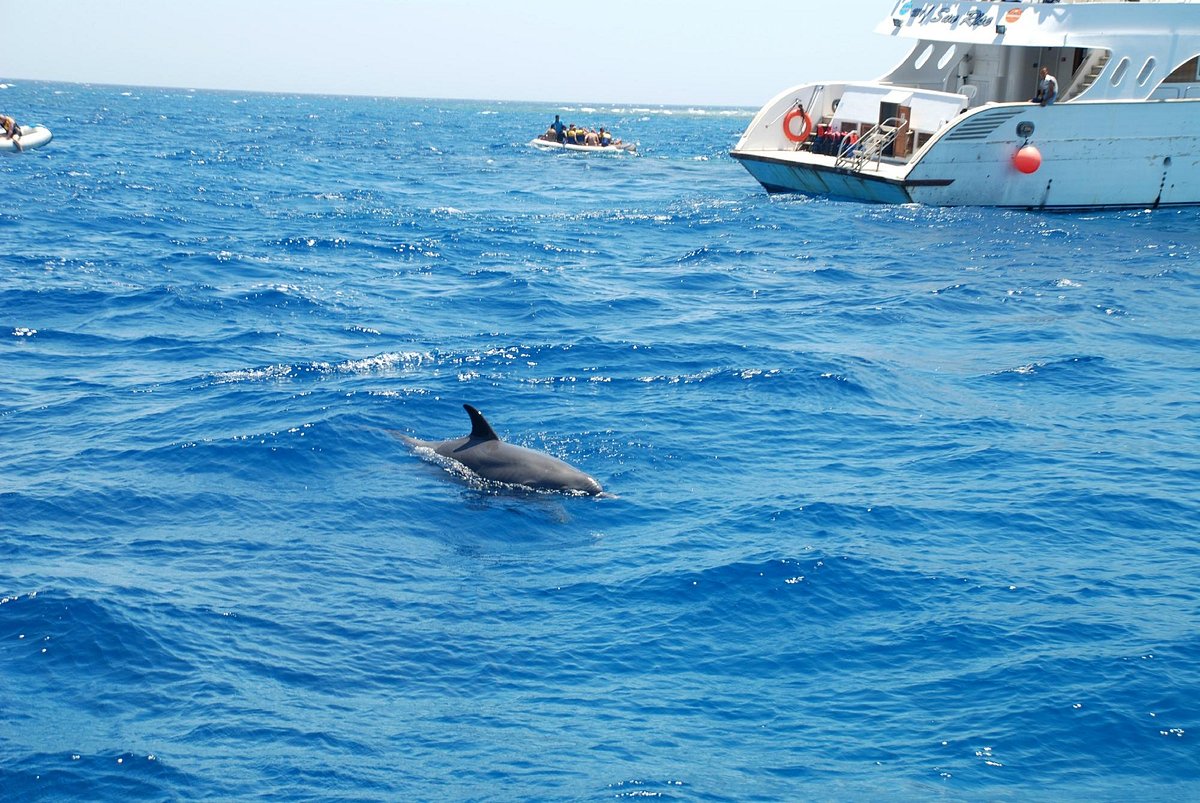 Gruppe Marsa Alam Schnorcheln mit Delfin zum Samadai Riff
