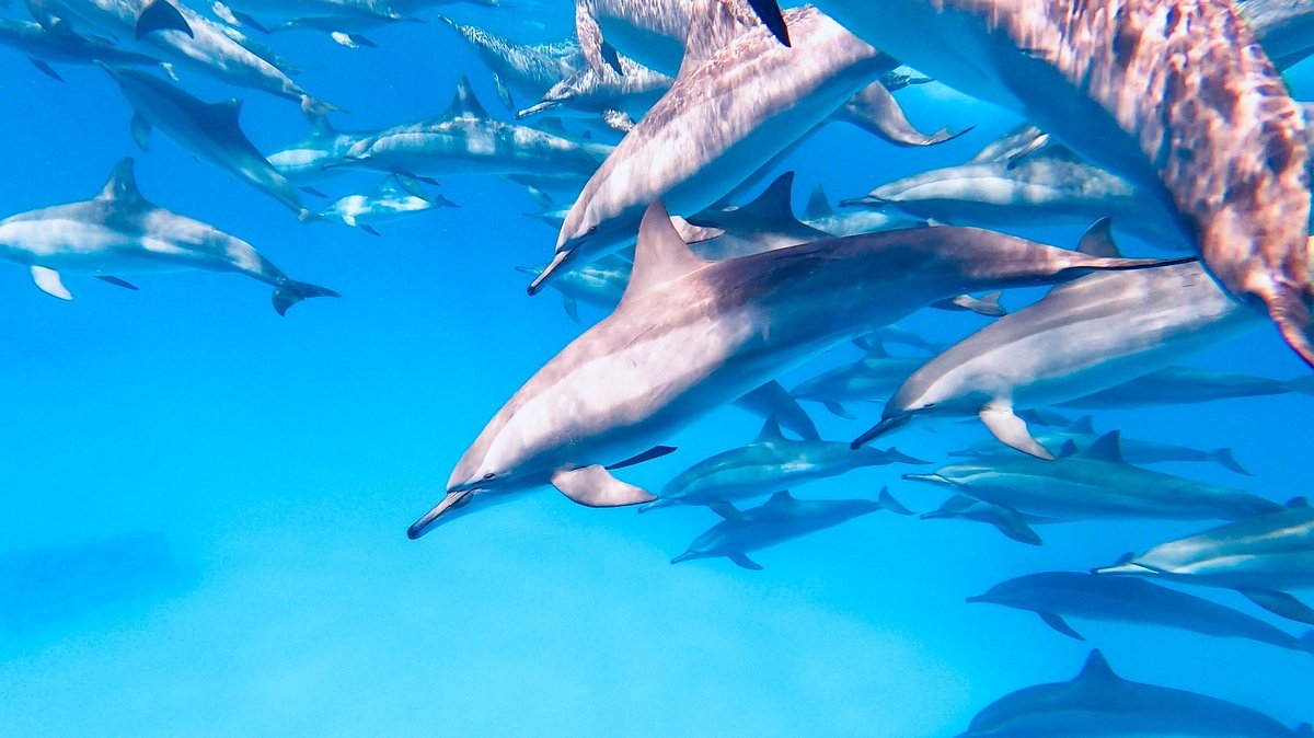 Gruppe Marsa Alam Schnorcheln mit Delfin zum Samadai Riff
