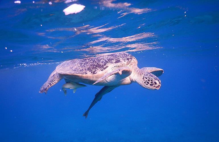 Gruppe Marsa Alam Schnuppertauchen mit Delfinen und Schildkröten