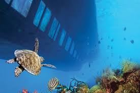 Gruppe Seascope Marsa Alam – Ausflug Glasbodenboot