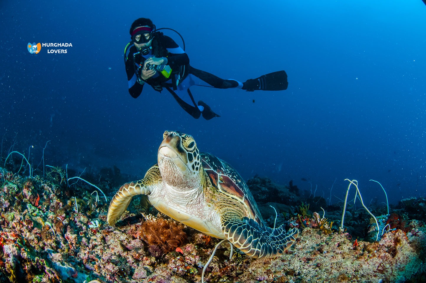 Marsa Alam Schnorcheln mit Schildkröten – privat marsa alam Ausflug