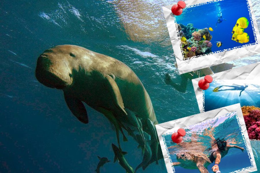 Excursie Marsa Alam naar Abu Dabbab