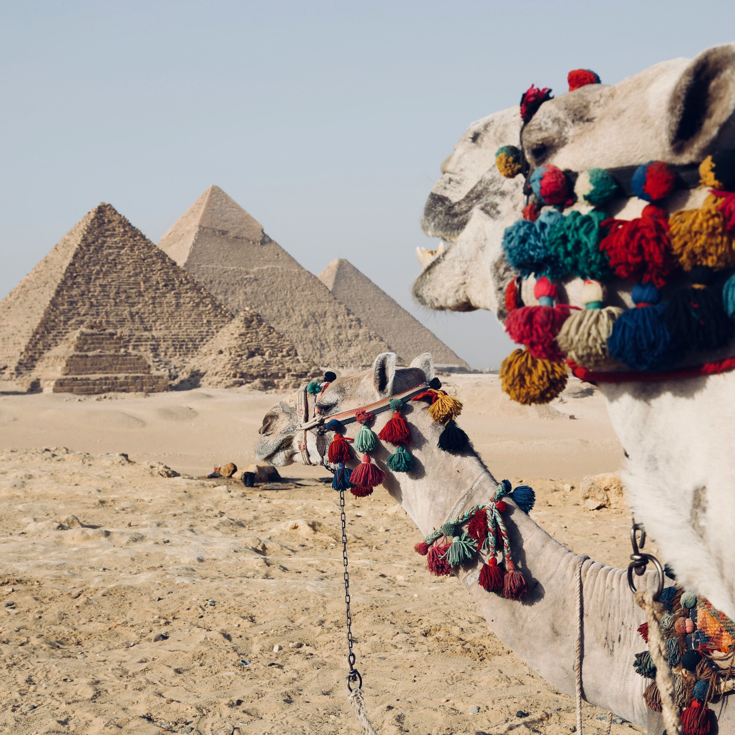 Kamelreiten Ägypten: Infos & Kosten für Ihr Abenteuer 2025